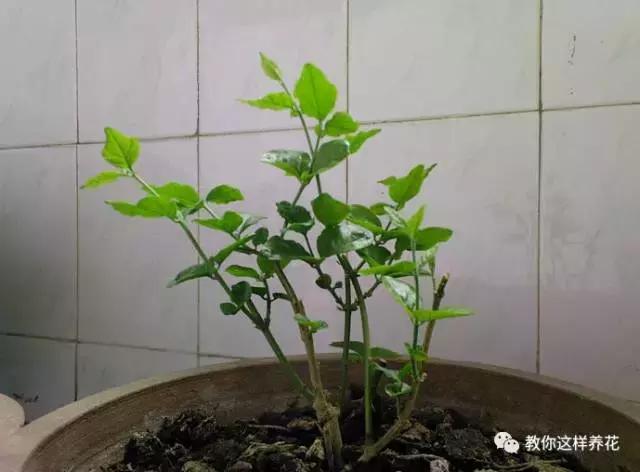 她把这些花养成了花球，竟然靠的是小小剪刀一把？