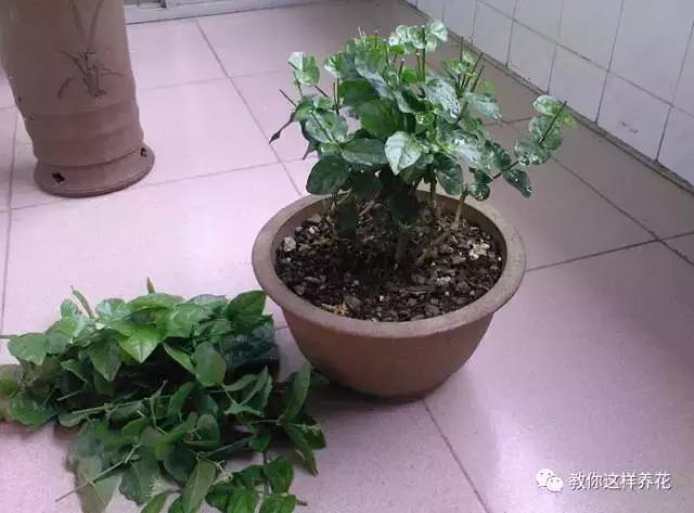 她把这些花养成了花球，竟然靠的是小小剪刀一把？