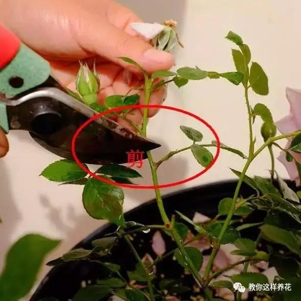 她把这些花养成了花球，竟然靠的是小小剪刀一把？