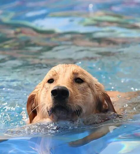 怎么判断狗狗溺水有没有呛水,小狗溺水急救方法视频