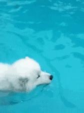 怎么判断狗狗溺水有没有呛水,小狗溺水急救方法视频