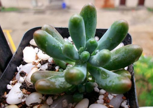 多肉植物天天淋着雨水怎么办,室外养多肉如何防雨水