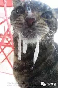 正确认识狂犬病知真相不恐慌,专家讲解狂犬病全过程