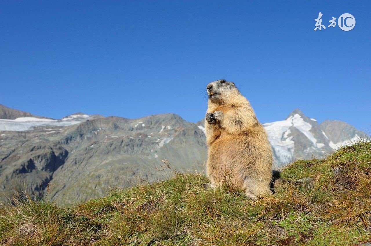 正确认识狂犬病知真相不恐慌,专家讲解狂犬病全过程