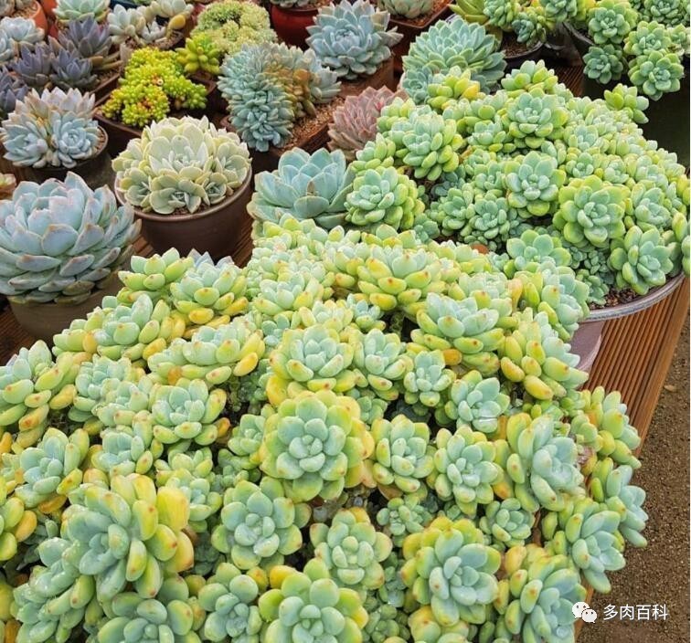 夏天多肉植物都养死了咋办,多肉植物夏季小窍门有哪些