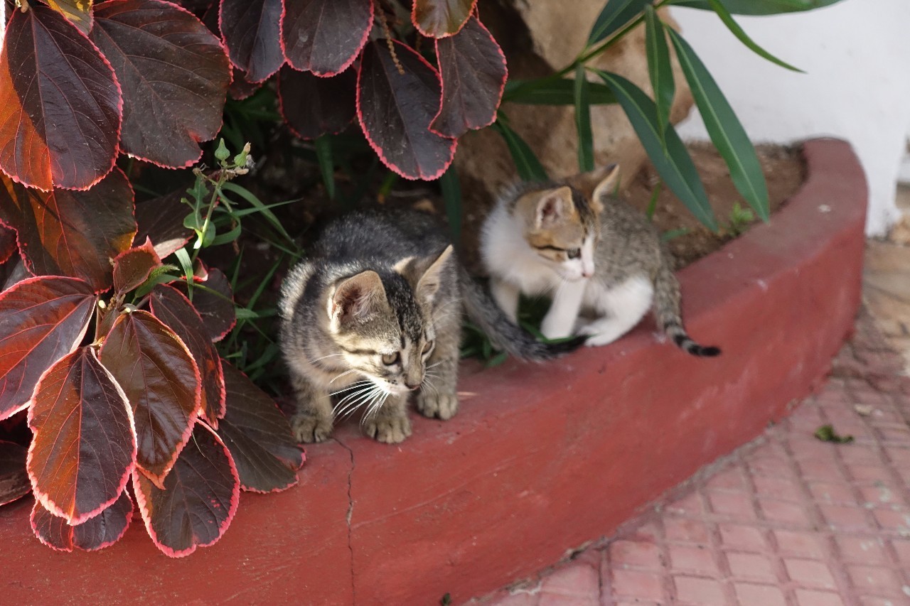 摩洛哥旅游深度攻略图,摩洛哥卡萨布兰卡有什么好玩