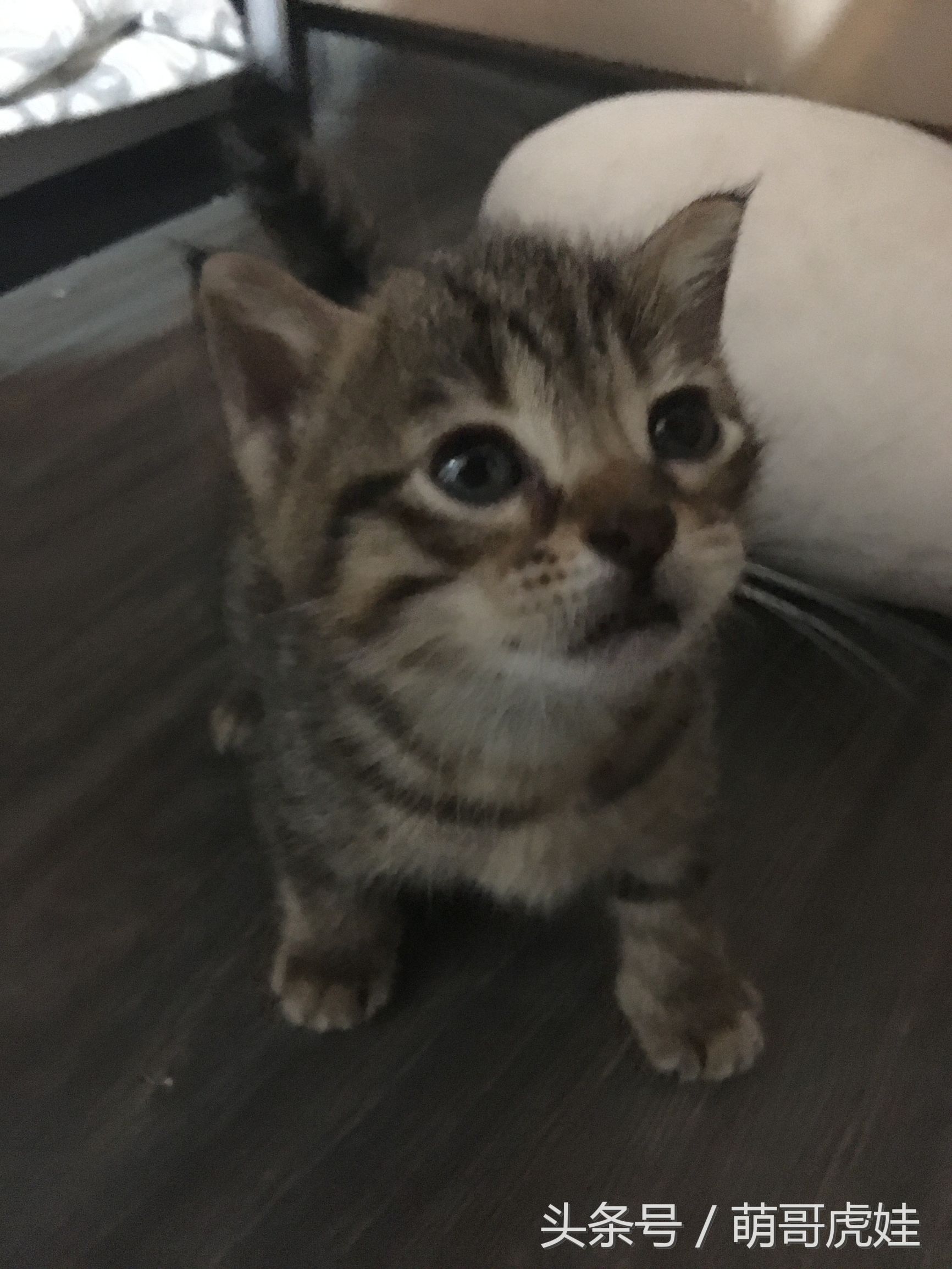 喵星人睡觉懒散,猫咪睡得太死叫不醒正常吗