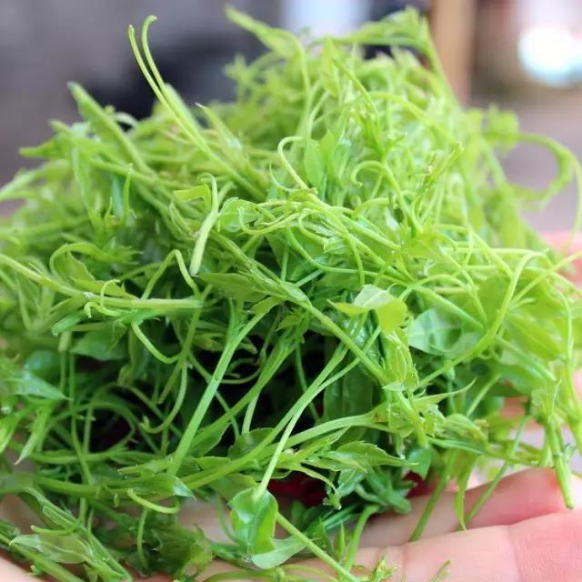 张家界莉莉家土家神茶,张家界神茶图片