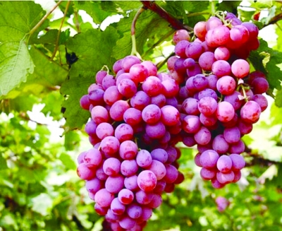 葡萄到底是酸的还是甜的,葡萄哪种比较甜