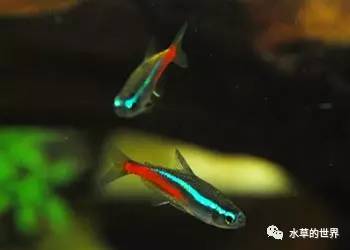 草缸最合适的灯科鱼,观赏草缸小鱼品种介绍
