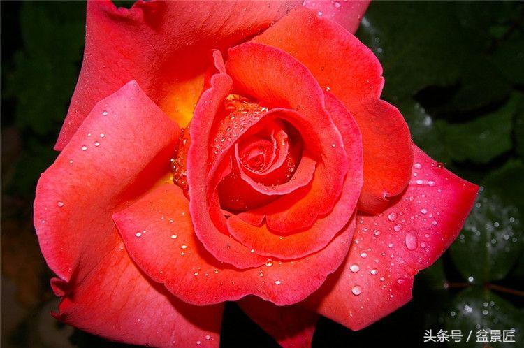 月季吐水怎么回事,月季缺水了怎么救治好