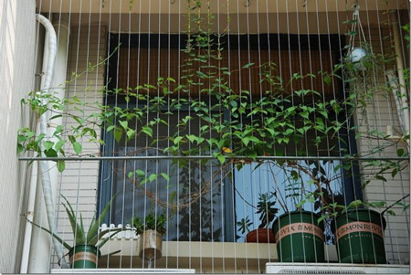 高温对花卉的影响,花卉遇高温天气怎么办