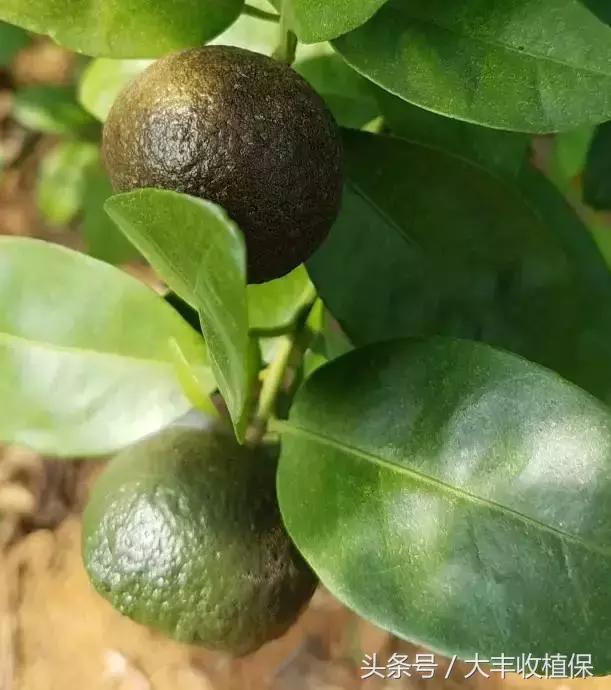 柑橘锈壁虱爆发期来临,柑橘颜值杀手锈壁虱如何防治