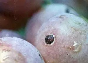 葡萄二星叶蝉虫害防治方法,葡萄的虫害有哪些