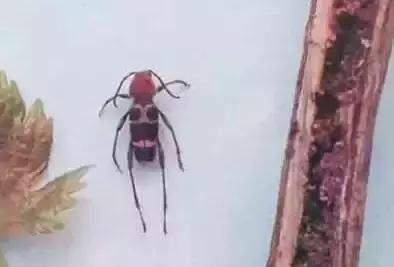 葡萄二星叶蝉虫害防治方法,葡萄的虫害有哪些