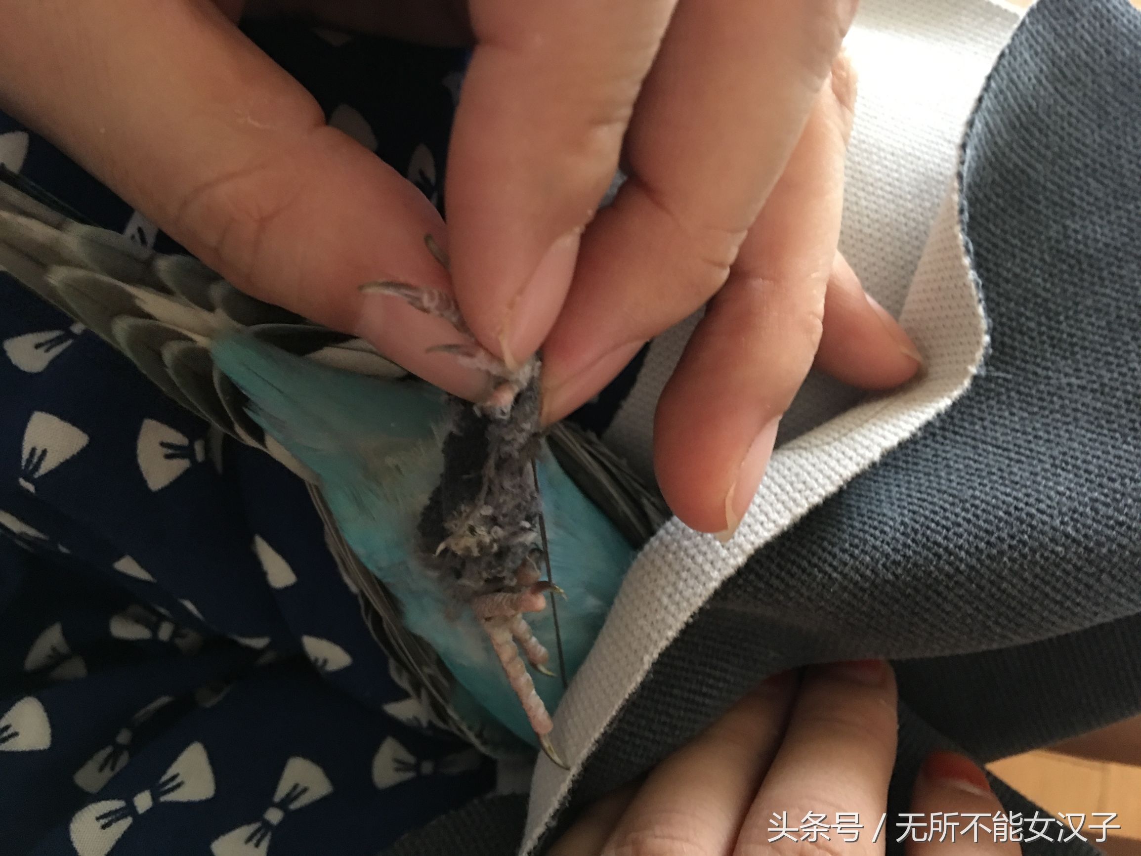 八字腿矫正后的鹦鹉,虎皮八字脚矫正几天