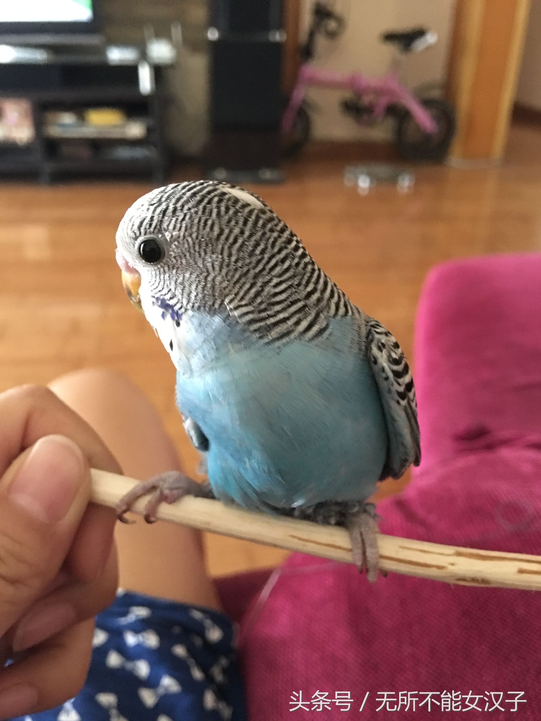 八字腿矫正后的鹦鹉,虎皮八字脚矫正几天