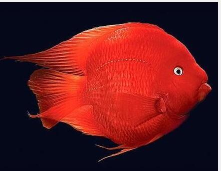 古代有哪些治痛风的药,古代治疗痛风的药方