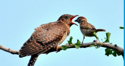 古代有哪些治痛风的药,古代治疗痛风的药方