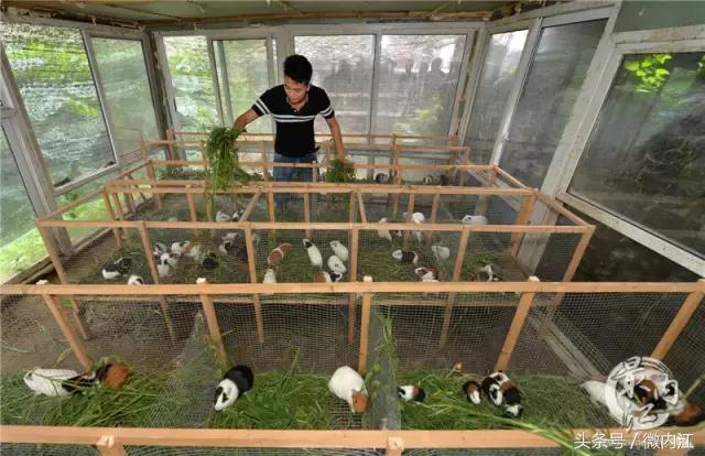 内江帅小伙牛了不仅养蛇还养鳄鱼！