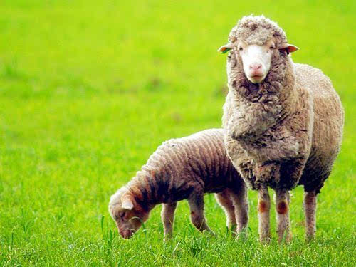 澳洲手信必买清单,澳洲旅行必备清单