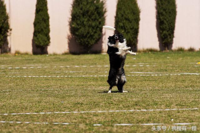 王思聪可以带狗上飞机吗 (王思聪飞机可以带狗吗)