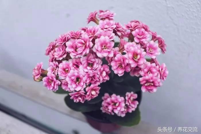 适合家里养的32种花绿植,净化空气绿植盆栽有哪些