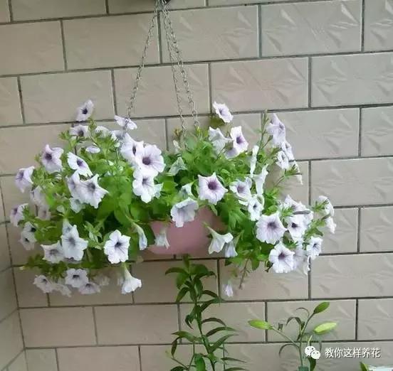 她把这些花养成了花球，竟然靠的是小小剪刀一把？