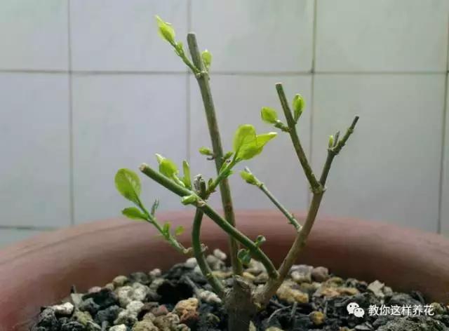 她把这些花养成了花球，竟然靠的是小小剪刀一把？