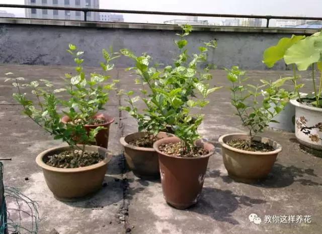 她把这些花养成了花球，竟然靠的是小小剪刀一把？