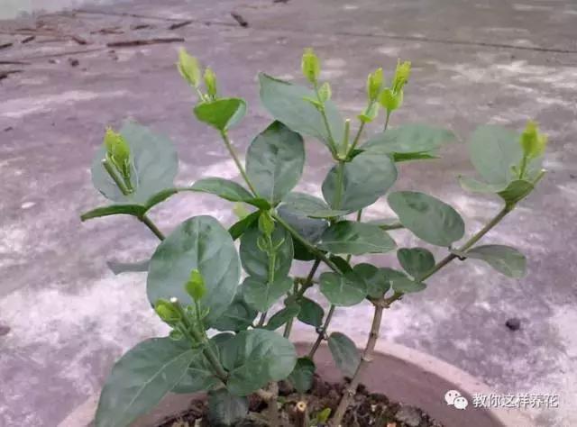 她把这些花养成了花球，竟然靠的是小小剪刀一把？