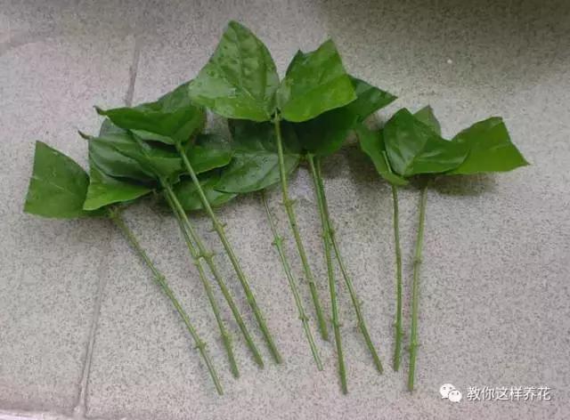 她把这些花养成了花球，竟然靠的是小小剪刀一把？