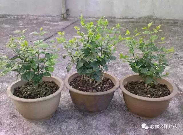 她把这些花养成了花球，竟然靠的是小小剪刀一把？