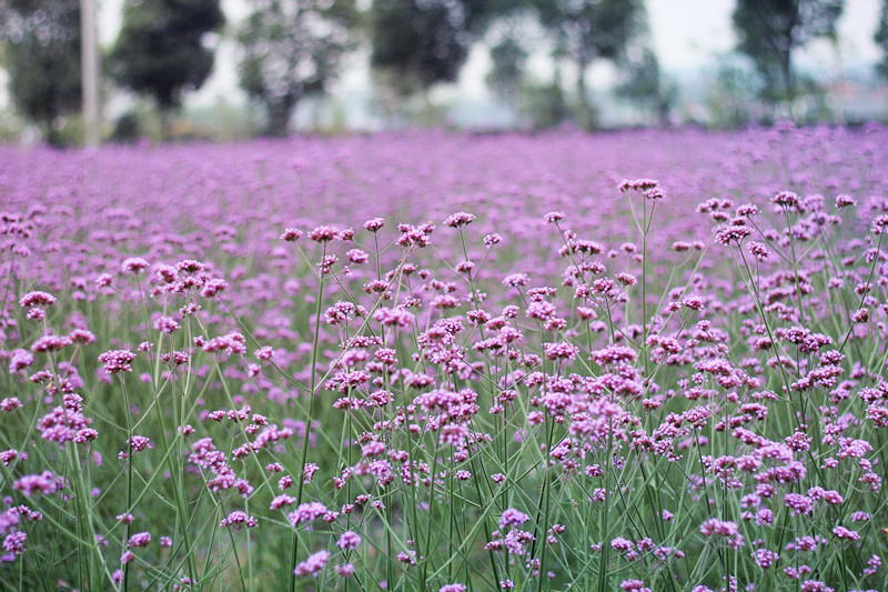 夏一站，我在仙林高校等你