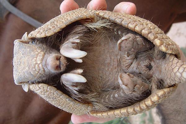 震惊!爬虫类竟会使“三十六计”(四)