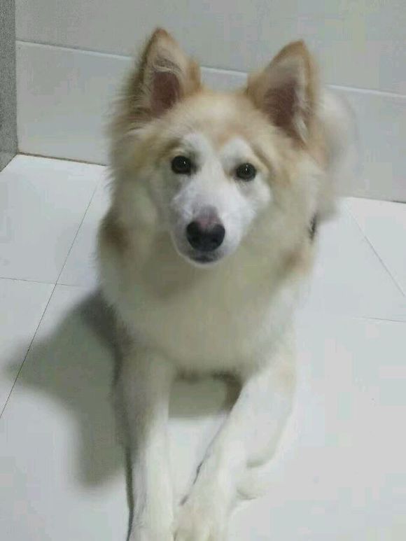 萨摩耶是狐狸和狗的杂交,阿拉斯加和萨摩耶最可爱的样子