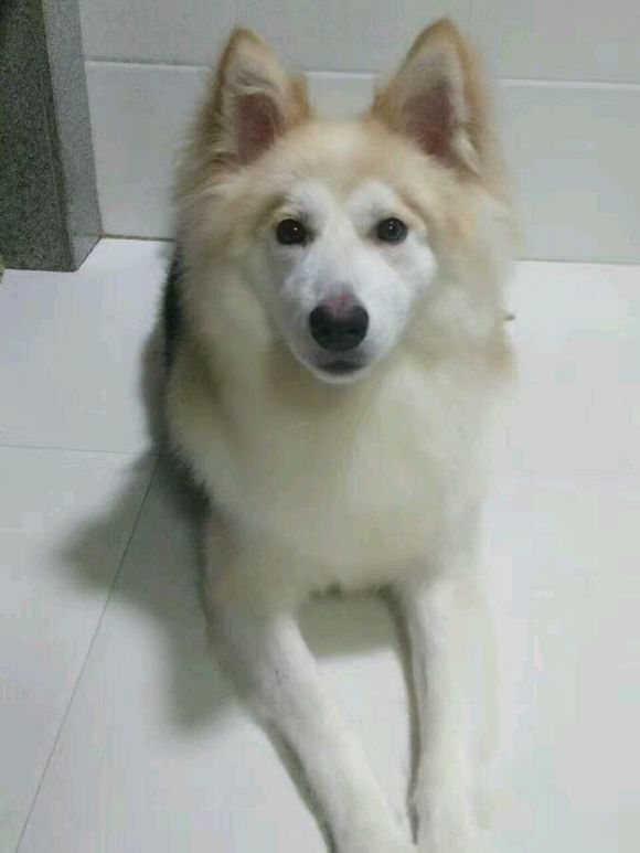 萨摩耶是狐狸和狗的杂交,阿拉斯加和萨摩耶最可爱的样子
