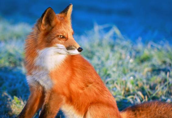 古代有哪些治痛风的药,古代治疗痛风的药方