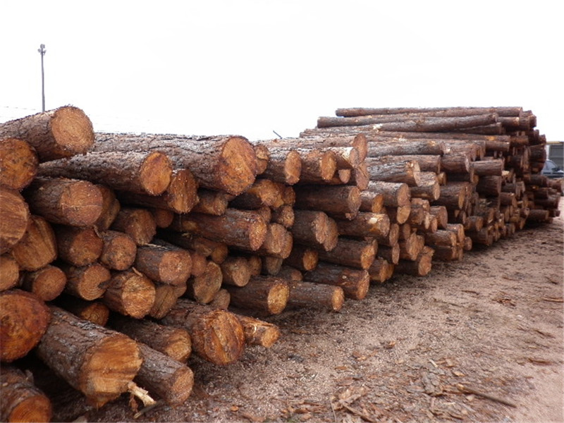 巴西第七天，松木堆场，检尺装柜