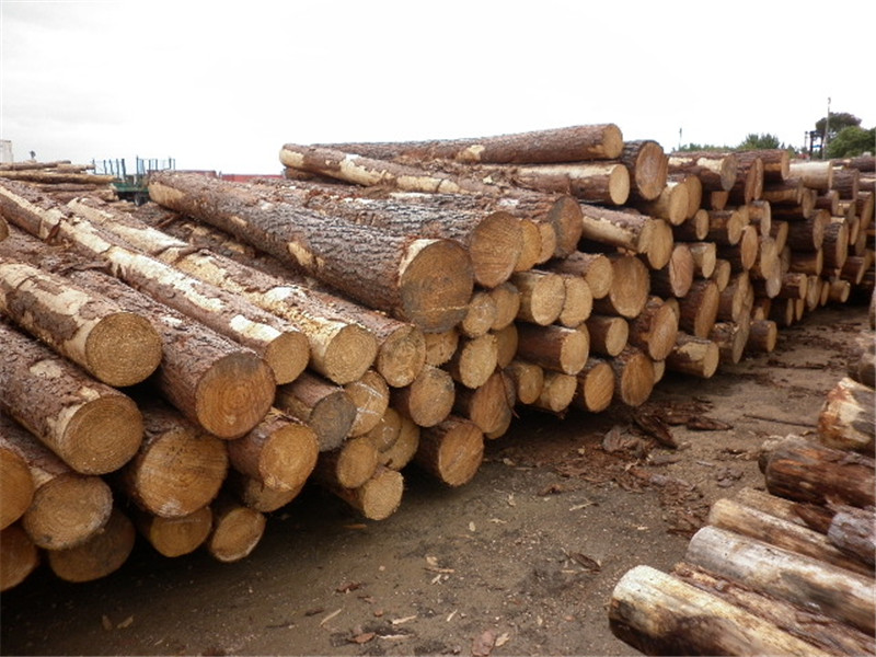 巴西第七天，松木堆场，检尺装柜