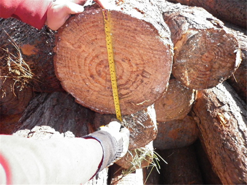 巴西第七天，松木堆场，检尺装柜