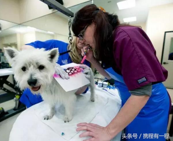 王思聪可以带狗上飞机吗 (王思聪飞机可以带狗吗)