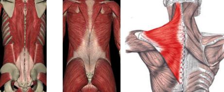 瑜伽体式二十四字要诀,练瑜伽的基本动作30分钟