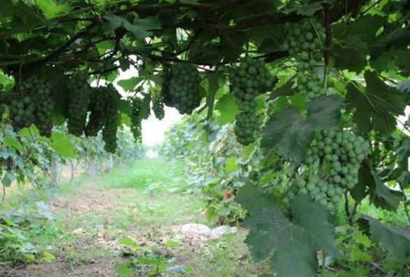 治愈烦恼的最佳方法,根除烦恼的秘诀是谁写的