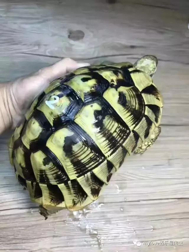 赫曼怎么繁殖,赫曼什么时候繁殖