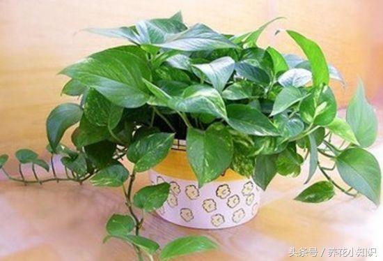 冬季水培绿萝叶黄有点烂根咋办,绿萝过冬后叶黄黑斑解救小妙招