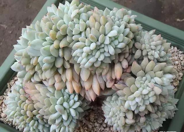 10多万一盆的多肉有吗 (他凭一个浇水口诀养了2000盆多肉)