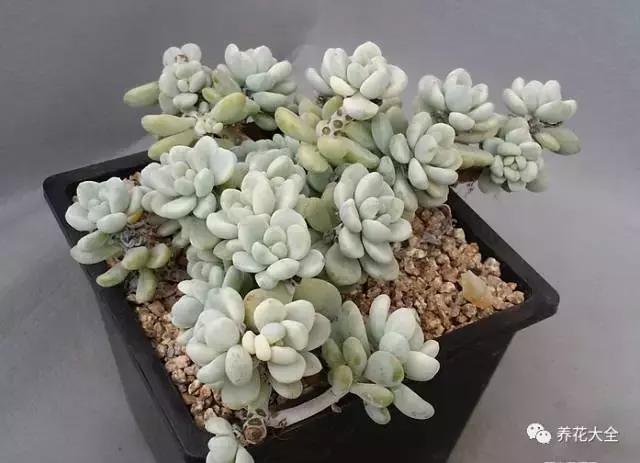 10多万一盆的多肉有吗 (他凭一个浇水口诀养了2000盆多肉)