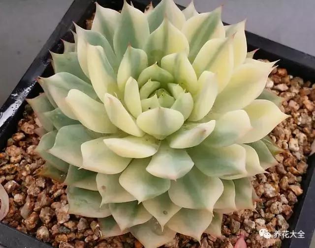 10多万一盆的多肉有吗 (他凭一个浇水口诀养了2000盆多肉)