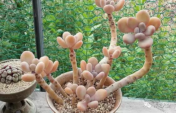 10多万一盆的多肉有吗 (他凭一个浇水口诀养了2000盆多肉)